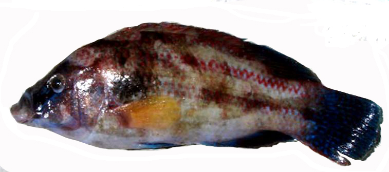Symphodus tinca_00001